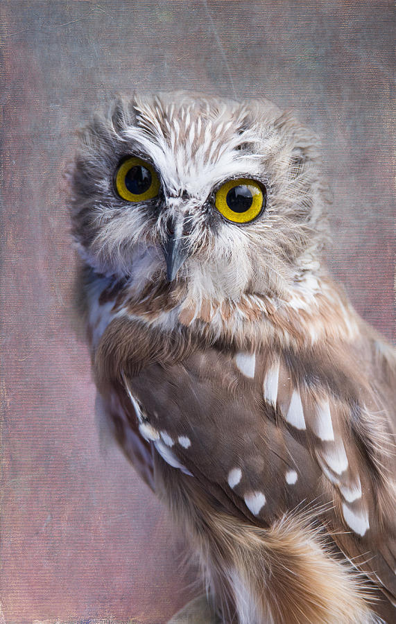 Northern Saw-Whet Owl Photograph by Angie Vogel
