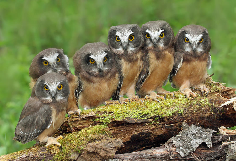 Northern Saw-whet Owl Chicks Photograph by Nick Saunders