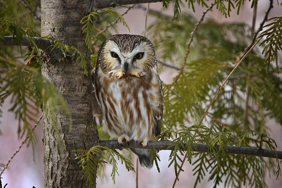 Northern Saw Whet Owl Photograph by Gary Hall