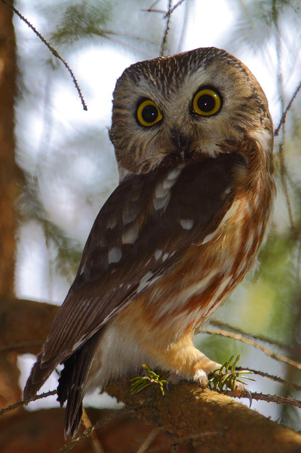 Owl Photograph - Northern Saw-whet Owl II by Bruce J Robinson
