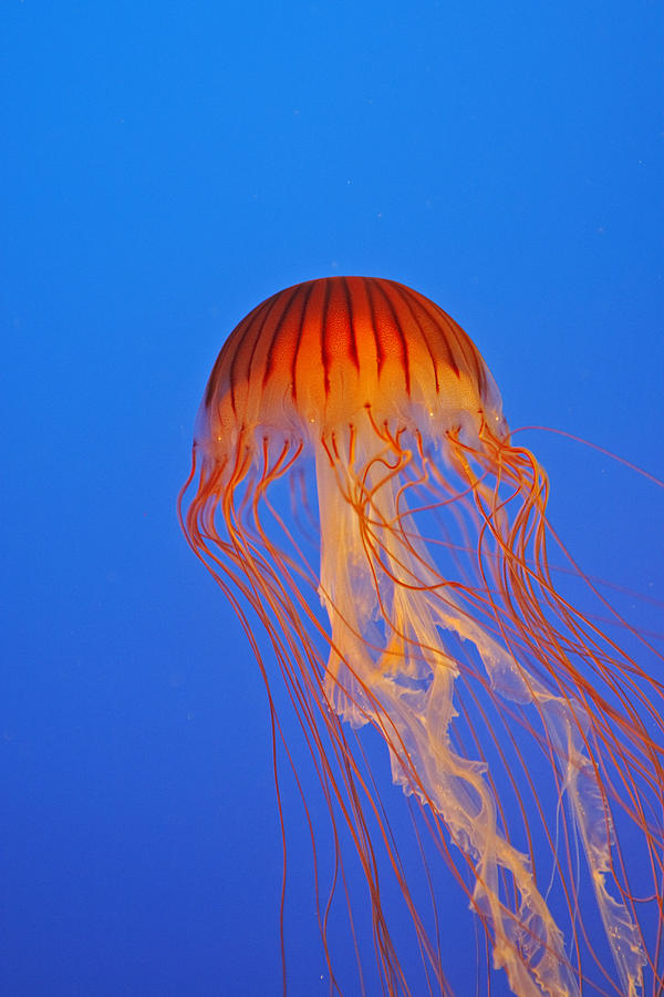 Northern Sea Nettle Photograph by M. Watson | Fine Art America