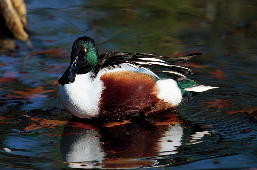 Northern Shoveler Duck On Water, Ohio Photograph by Animal Images Fine Art America