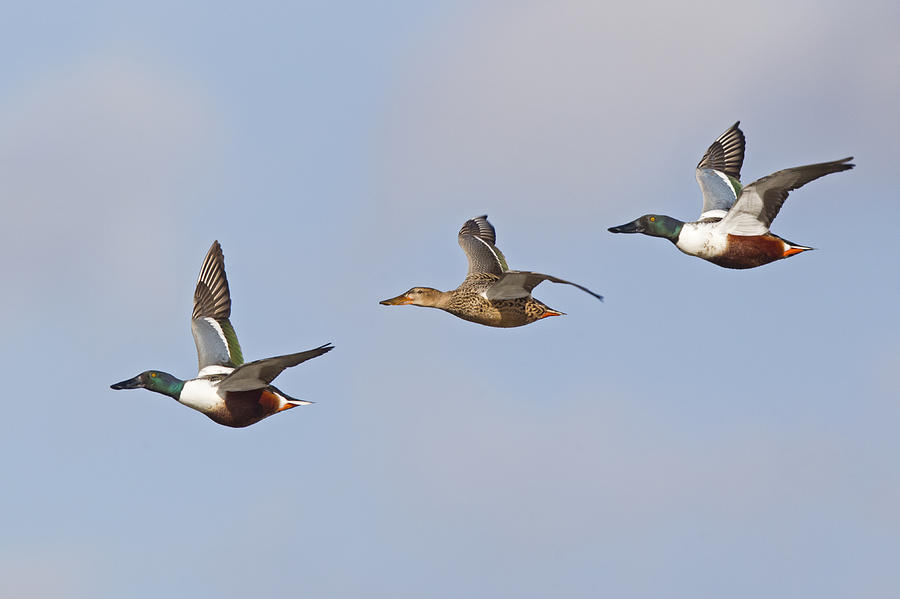 Northern Shoveler Ducks Flying Photograph by Dickie Duckett
