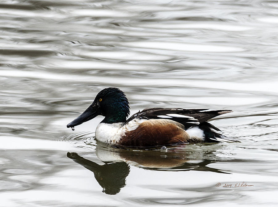 Northern Shoveler Photograph by Ed Peterson