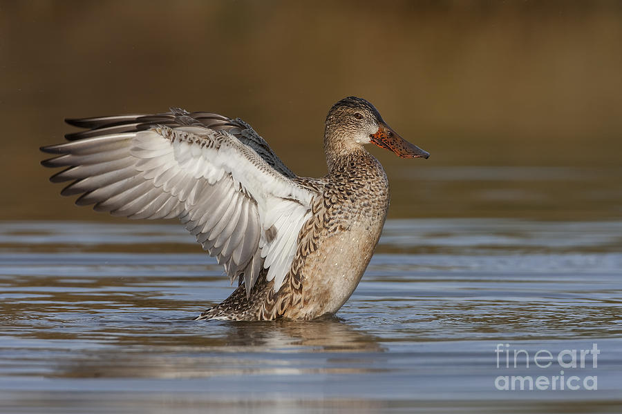 Duck Photograph - Northern shoveler hen wing flap by Bryan Keil