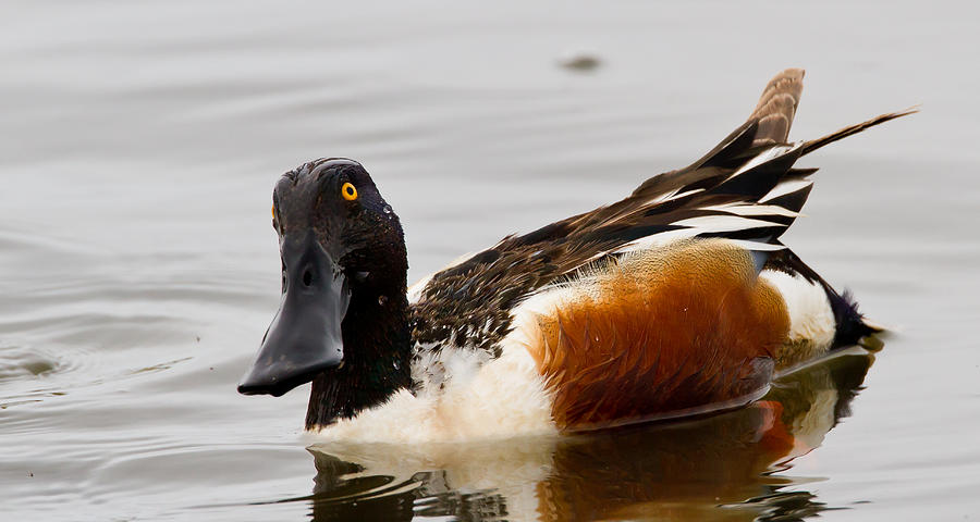 Duck Photograph - Northern Shoveler by Sam Amato