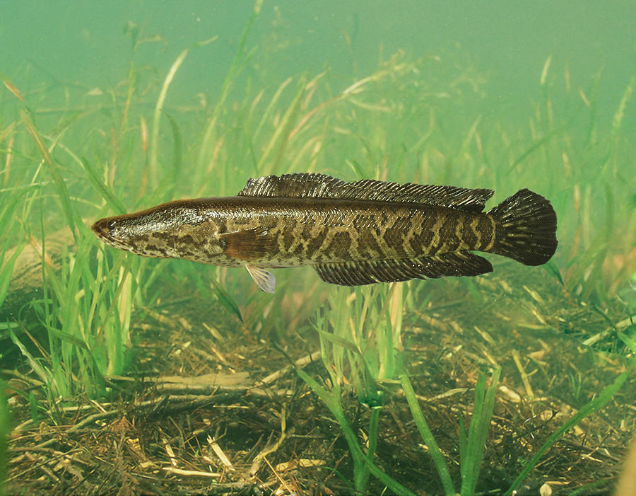 Northern Snakehead Photograph by USGS and USFWS/ Science Source