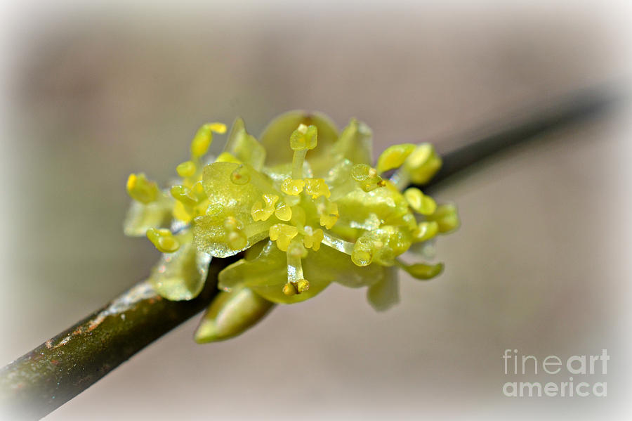 Northern Spicebush Bloom Photograph by Lila Fisher-Wenzel