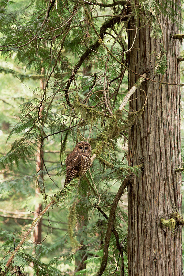 Northern Spotted Owl Pacific Northwest Photograph by Gerry Ellis