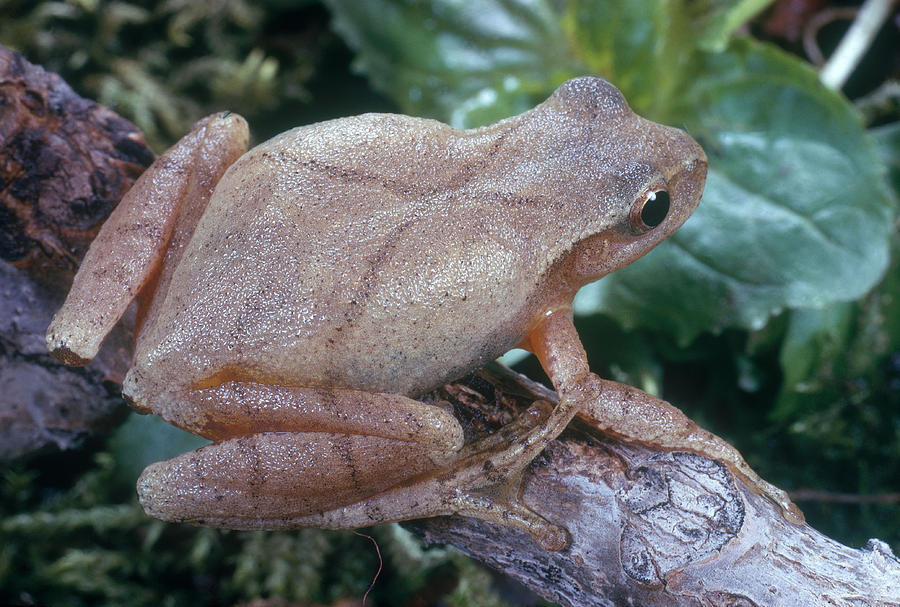 Northern Spring Peeper Photograph by Phil A. Dotson