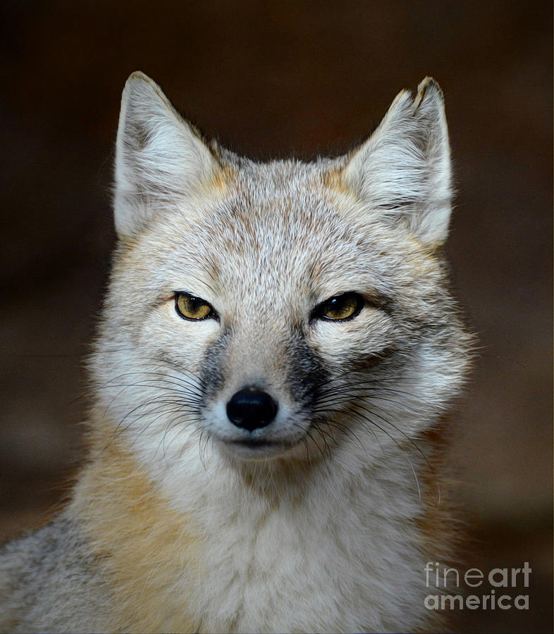 Northern Swift Fox Photograph by Savannah Gibbs