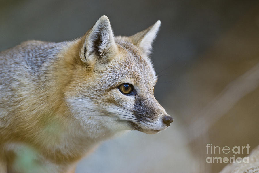 Nature Photograph - Northern Swift Fox by William H. Mullins