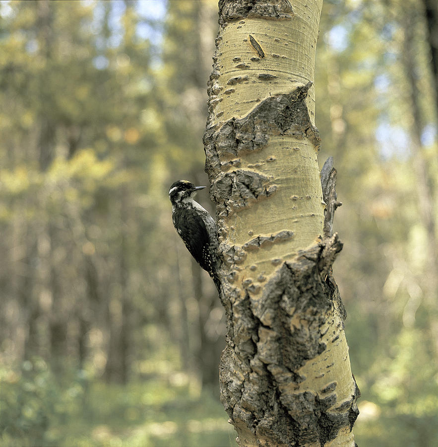 Northern Three-toed Woodpecker Photograph by Ed Cesar