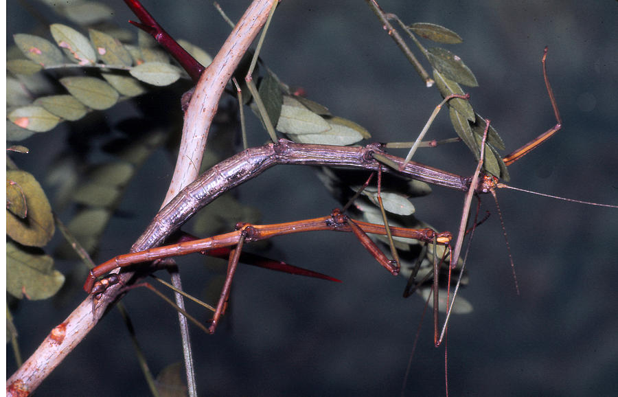 Northern Walking Sticks Mating Photograph by Harry Rogers