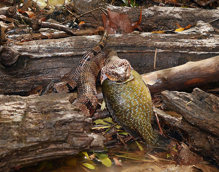 springfield-plateau-northern-water-snake