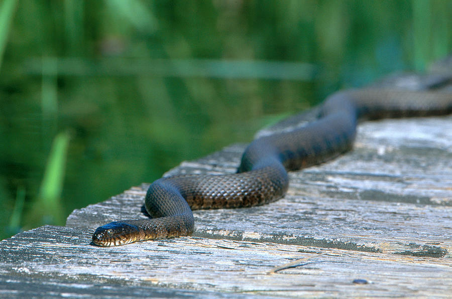 Northern Water Snake Photograph by Paul J. Fusco