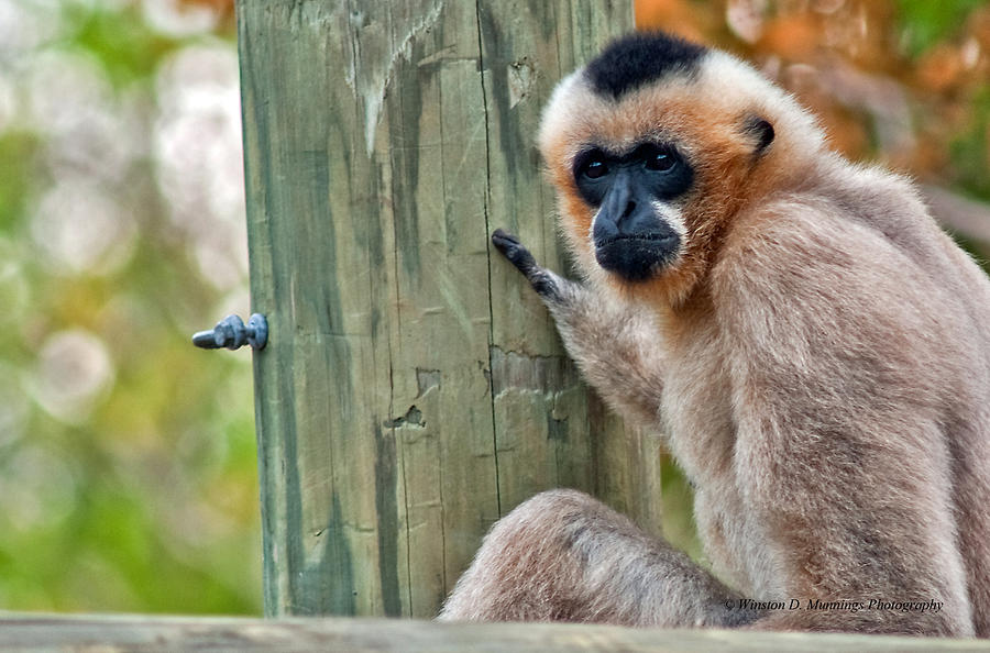 Northern White Cheeked Gibbon Photograph by Winston D Munnings