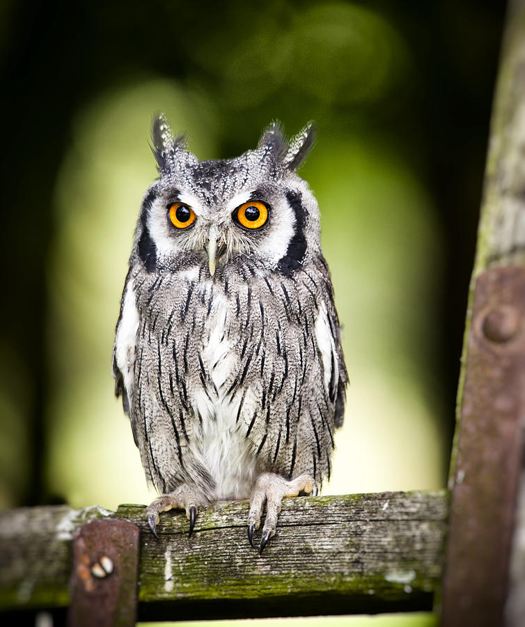 Northern white faced owl Photograph by Ian Merton