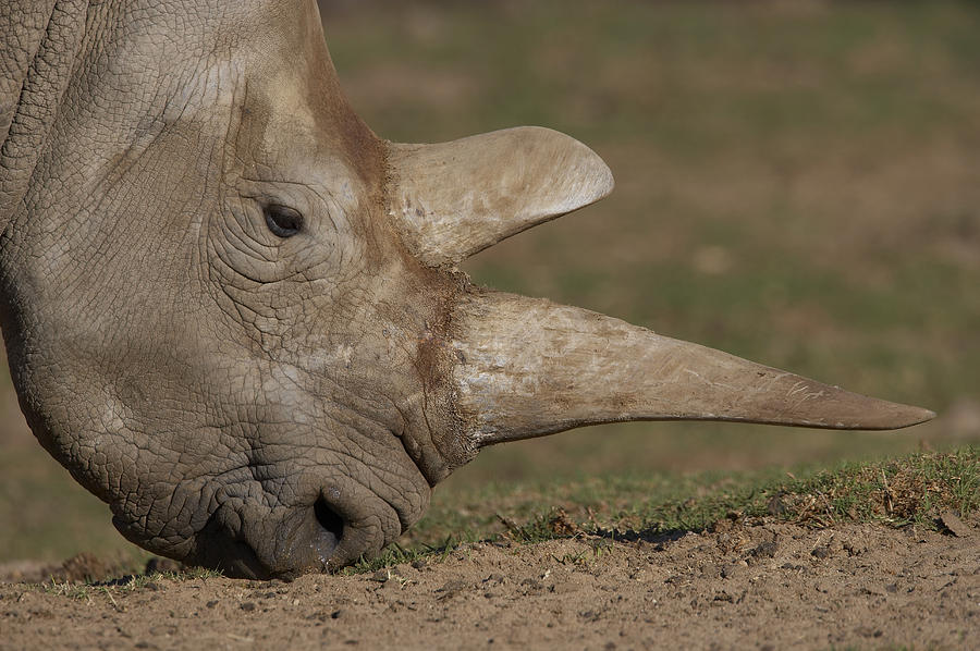 Northern White Rhinoceros Grazing Photograph by San Diego Zoo