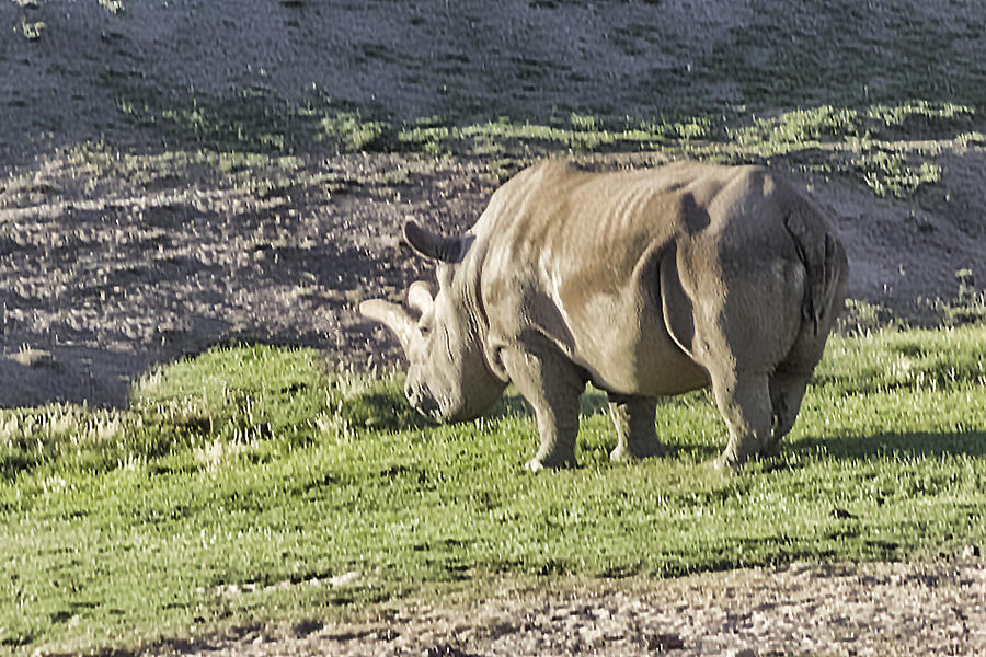 Northern White Rhinoceros  Digital Art by Photographic Art by Russel Ray Photos