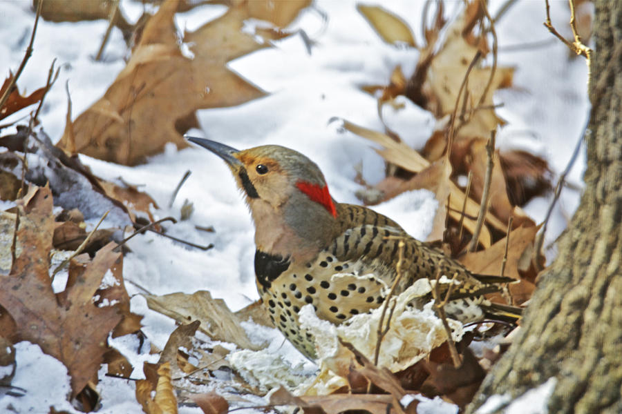 Northern Yellow-Shafted Flicker Woodpecker - Colaptes auratus  Photograph by Carol Senske