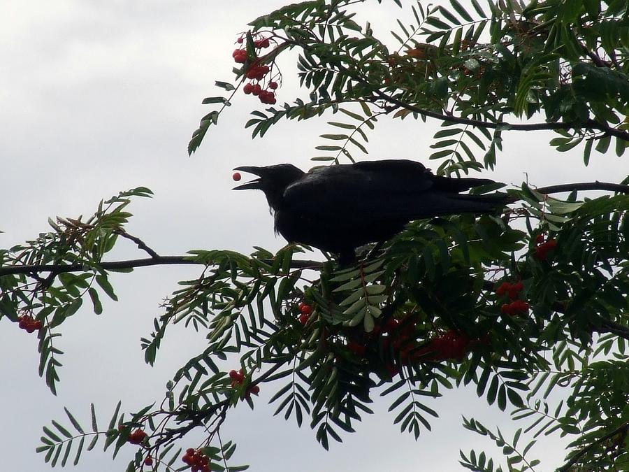 Northwest crow and mountain ash berries. Photograph by Will LaVigne