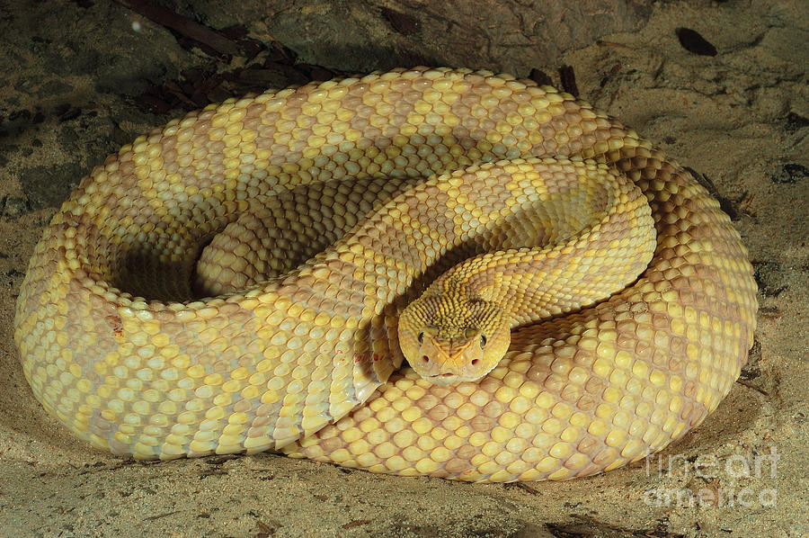 Northwestern Neotropical Rattlesnake Photograph by Gregory G. Dimijian