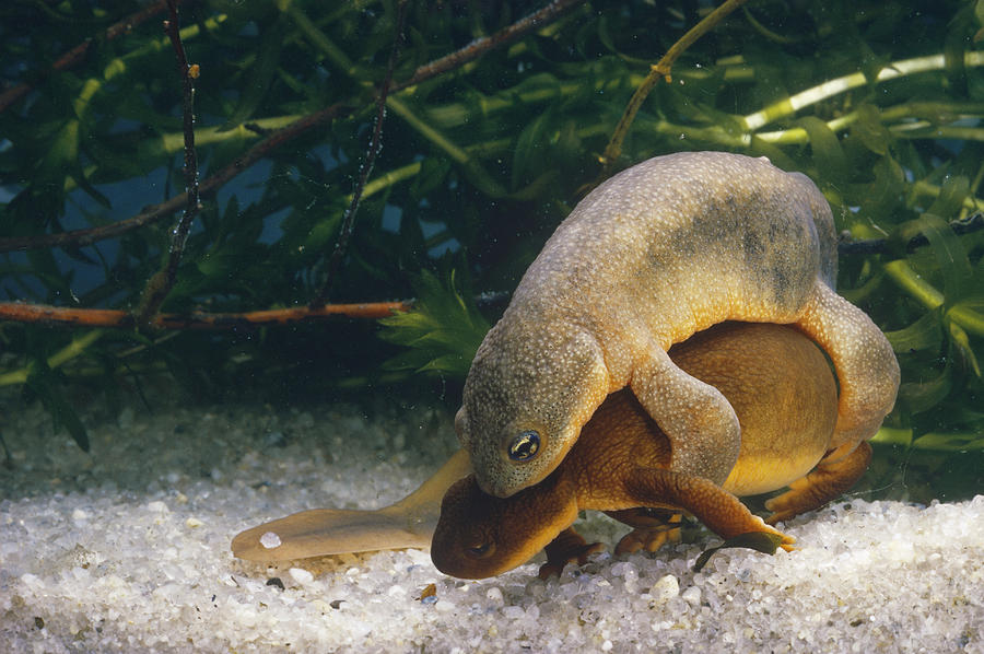 Northwestern Salamanders In Amplexus Photograph by Paul Zahl
