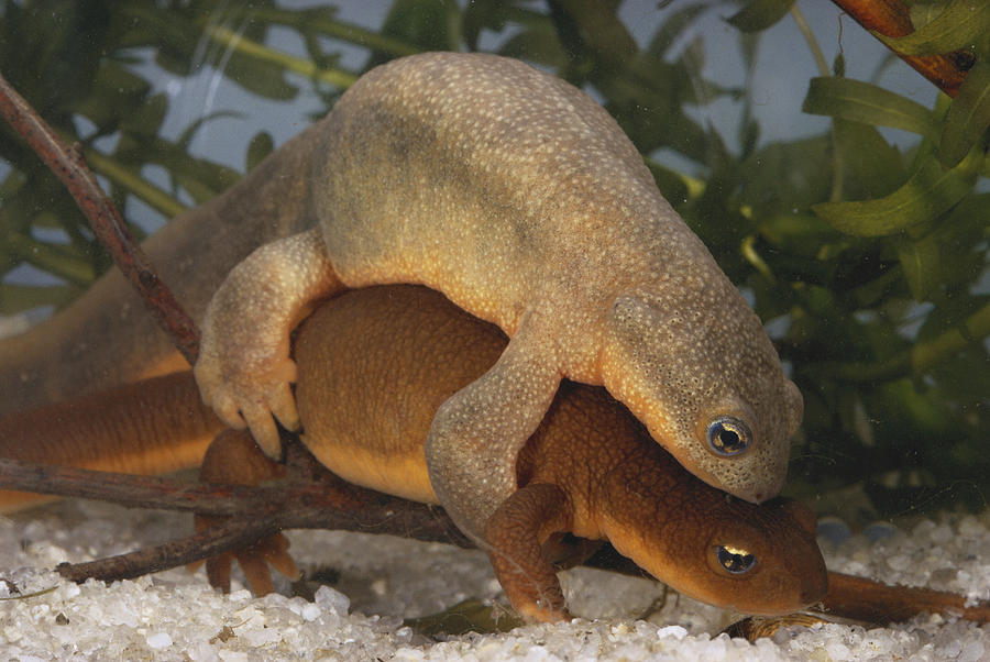Northwestern Salamanders Mating Photograph by Paul Zahl