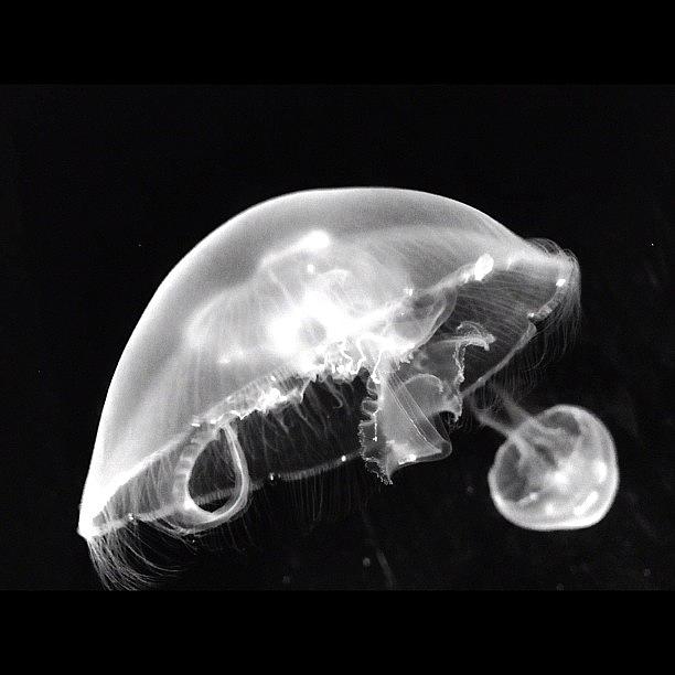 Jellyfish Photograph - Norwalk Maritime Aquarium #jellyfish by Craig Szymanski