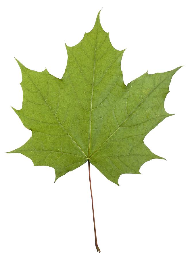 Norway maple (Acer platanoides) leaf Photograph by Science Photo Library