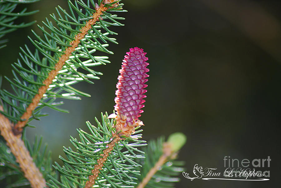 Norway Spruce Baby Pine Cone 20120429_109a Photograph by Tina Hopkins
