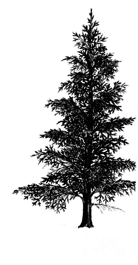Norway Spruce Drawing Painting