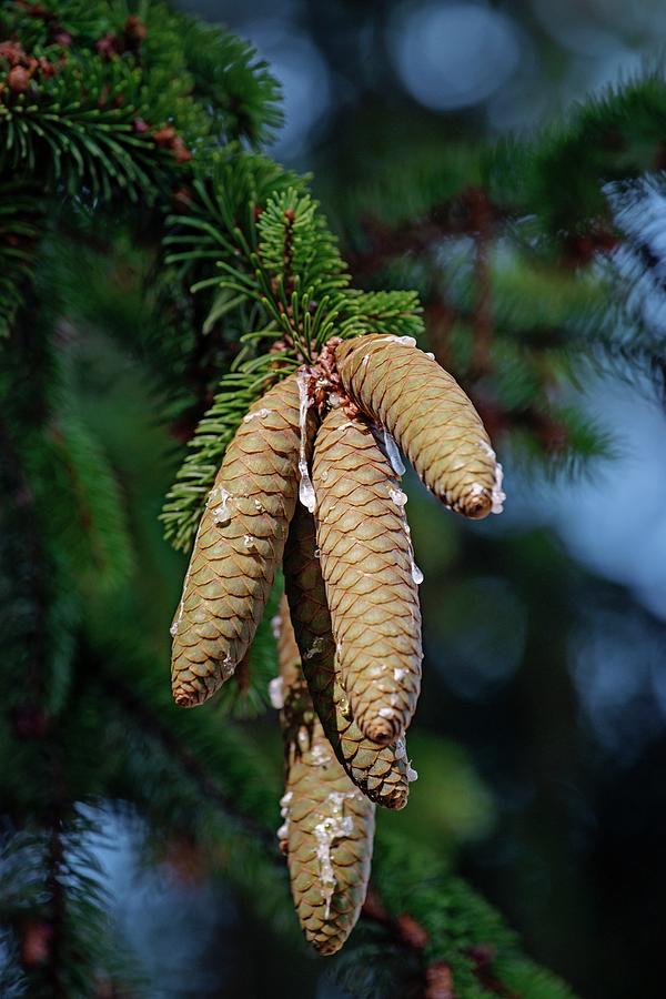 Norway Spruce (picea Abies) Photograph by Dr. Nick Kurzenko - Fine Art ...