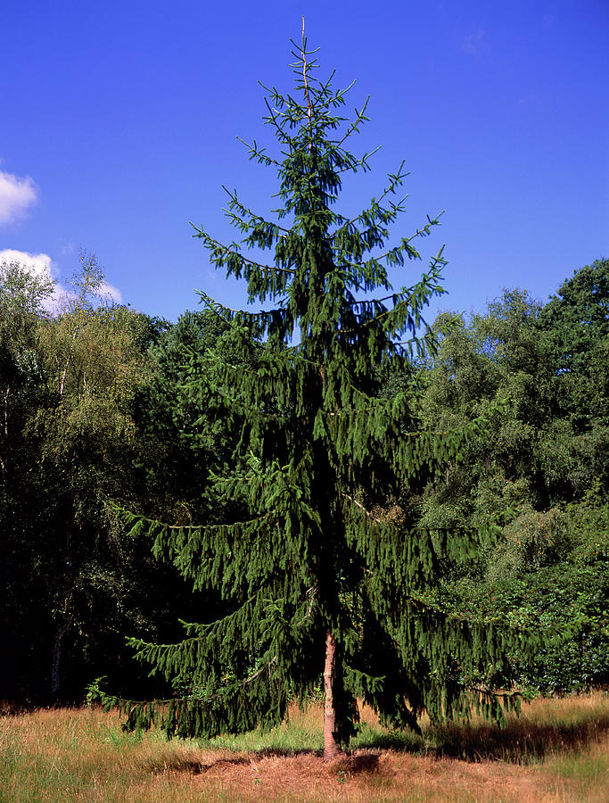 norway spruce seedlings