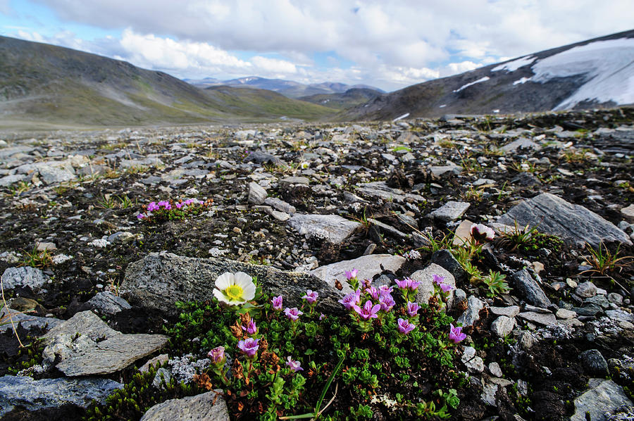 Norway, Troms Purple Mountain Saxifrage Photograph by Fredrik Norrsell ...