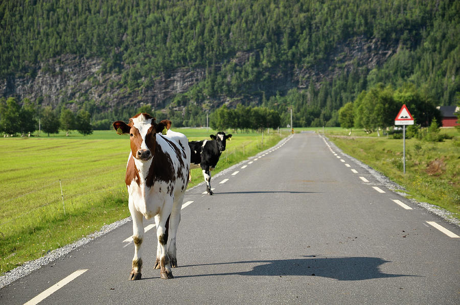 Norwegian Cows In The Middle Of The Road Photograph by Ingunn B. Haslekaas
