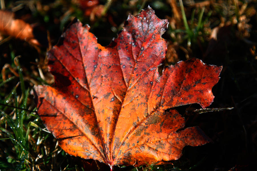Norwegian Photograph - Norwegian King Leaf by Christopher McPhail