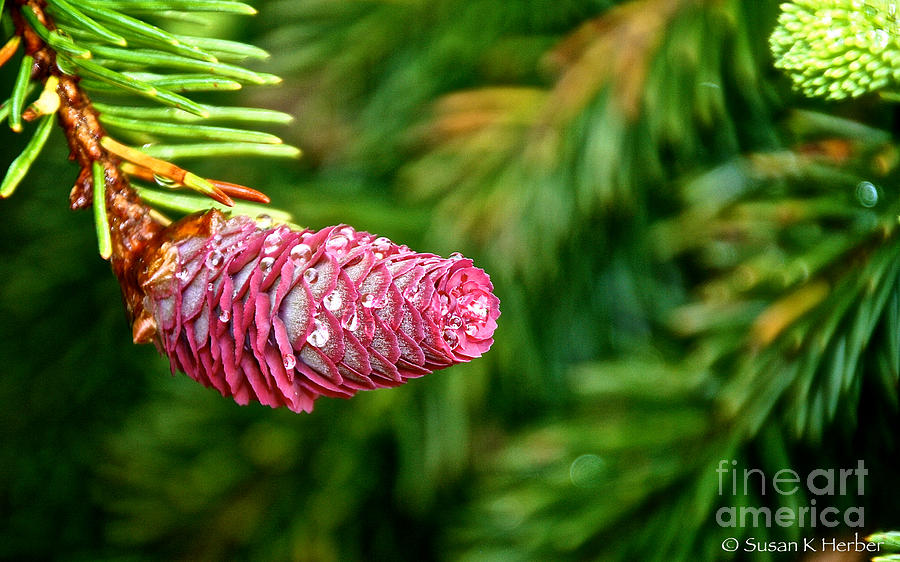 Norwegian Spruce Colors Photograph by Susan Herber