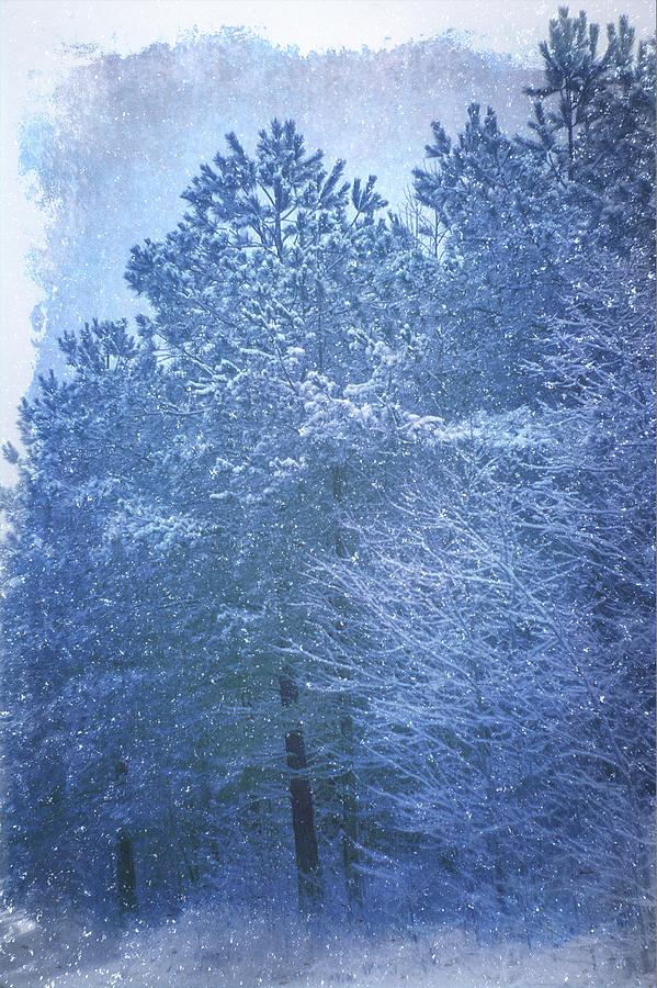 Norwegian Wood Snow Scene Photograph by Suzanne Powers