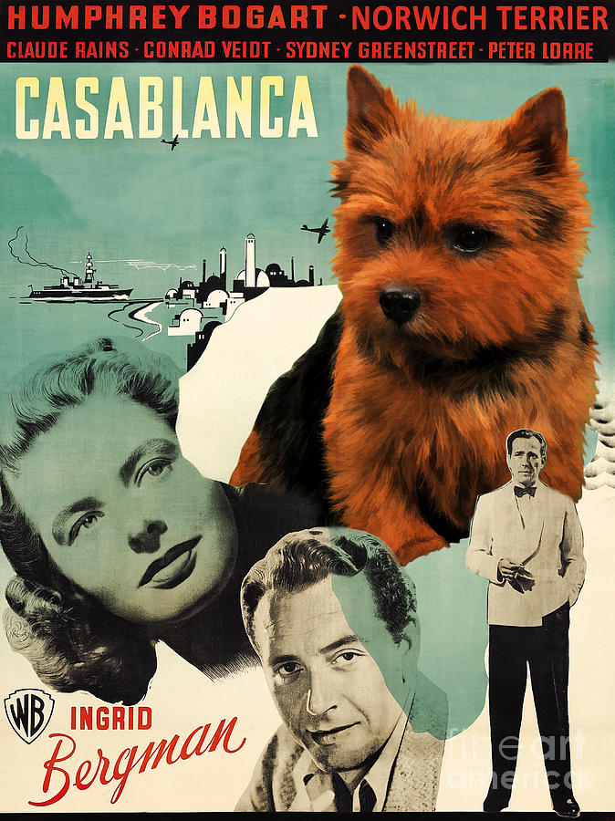 Norwich Terrier Art Canvas Print - Casablanca Movie Poster Painting by Sandra Sij