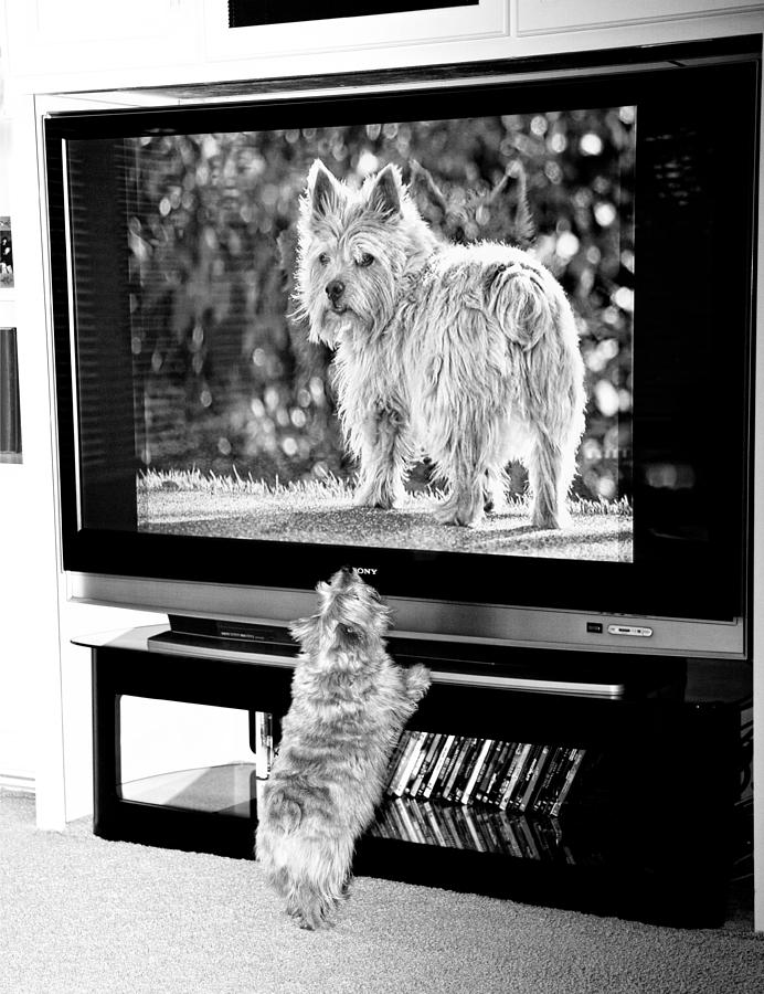 Black And White Digital Art - Norwich Terrier Bigger Than Life by Susan Stone