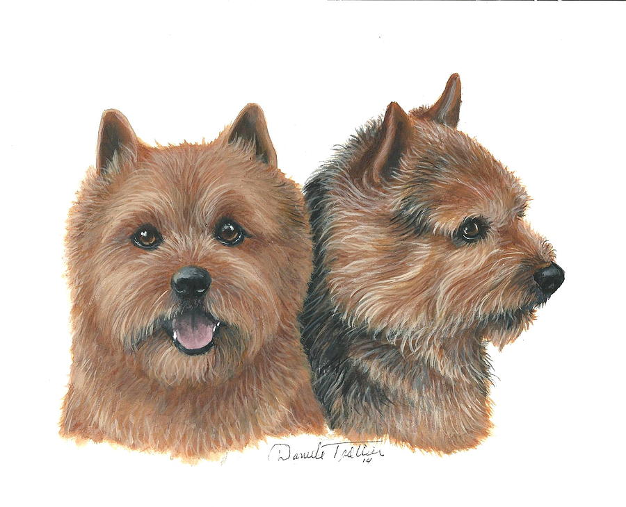 Wildlife Painting - Norwich Terrier by Daniele Trottier