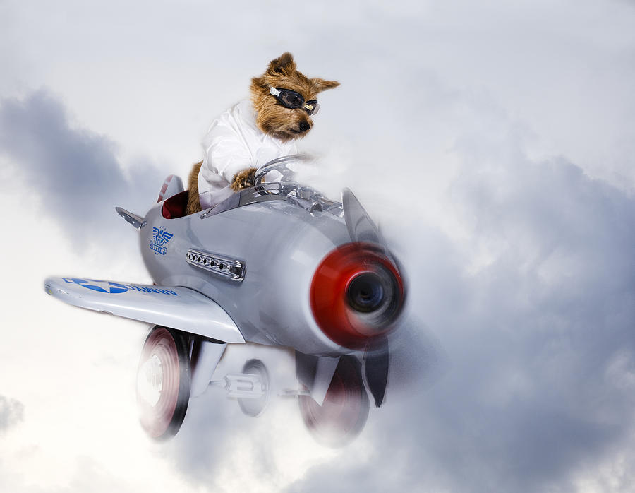 Norwich Terrier Flies Through the Clouds Digital Art by Susan Stone