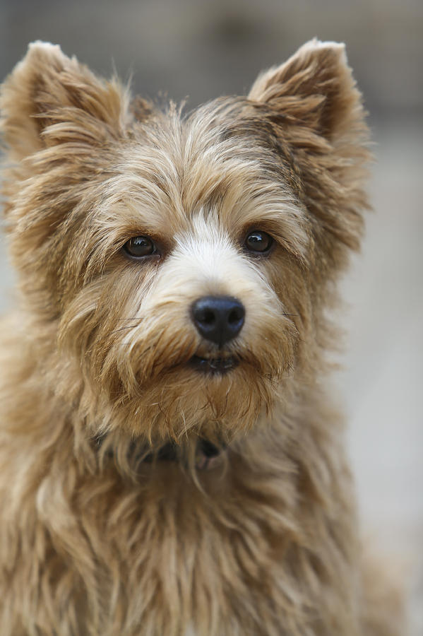 Norwich Terrier Headshot Photograph by Susan Stone