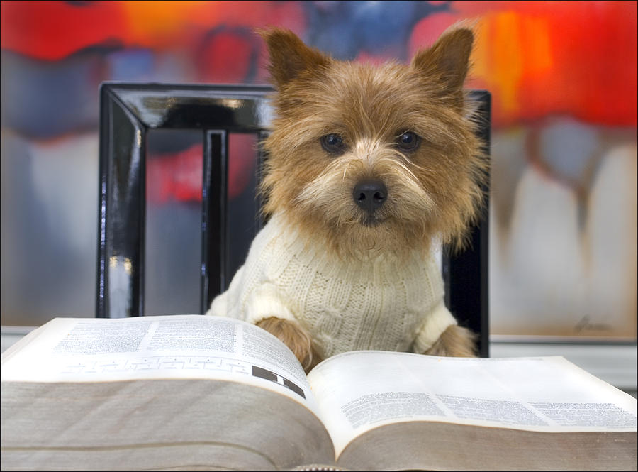 Norwich Terrier Reads A Book Digital Art by Susan Stone