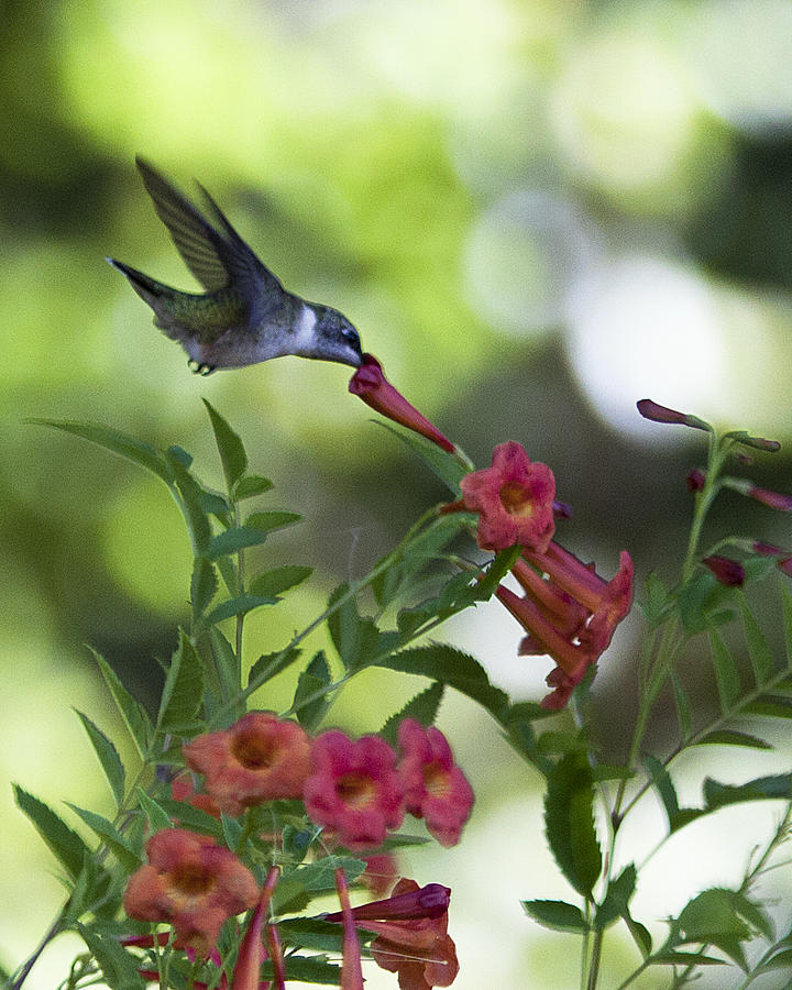 Nose Deep In Nectar Photograph by Danny Pickens