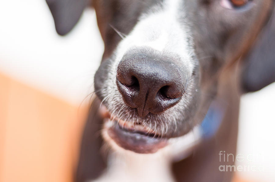 Dog Photograph - Nose for Fun by Lee Wilson