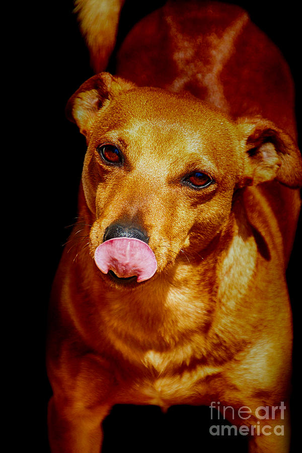 Dog Photograph - Nose Shining by Douglas Barnard