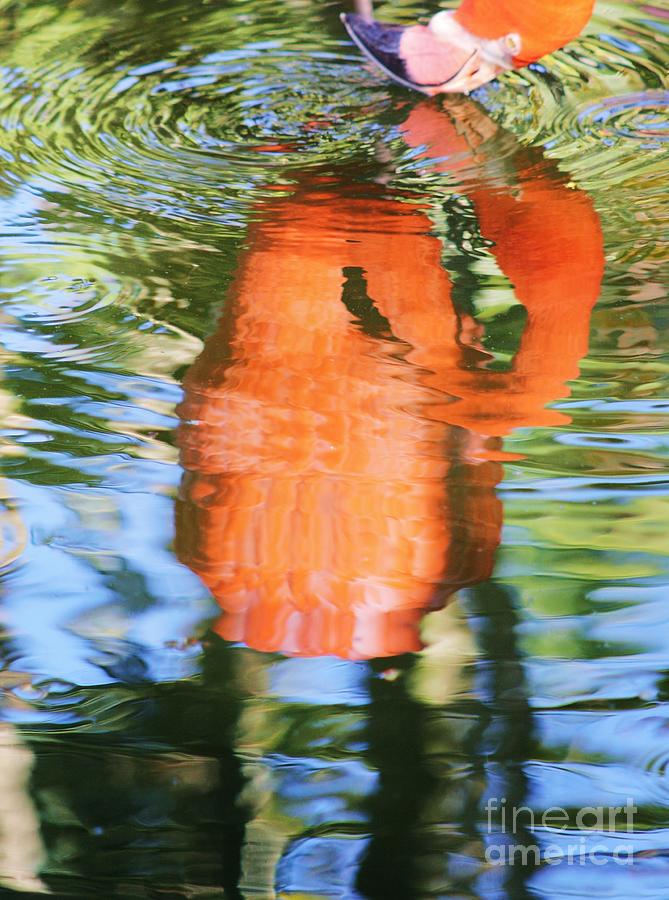 Flamingo Photograph - Nose To Nose by Chuck Hicks